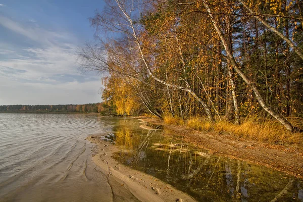 Golden Autumn Forests Belarus Time Forest Especially Beautiful Lakes Forest — 스톡 사진