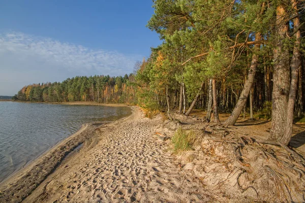 Golden Autumn Forests Belarus Time Forest Especially Beautiful Lakes Forest — 스톡 사진