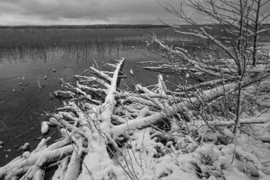 Belarus göllerindeki kış manzaraları. İlk kar. Güzellik ve sessizlik.