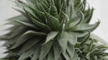 Beyaz arkaplanda aloe vera bitkileri sulanıyor