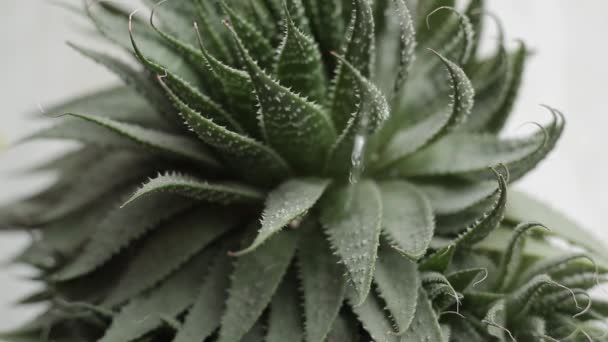 Riego Plantas Aloe Vera Sobre Fondo Blanco — Vídeos de Stock