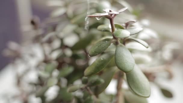 Riego Una Planta Verde Geldbaum — Vídeo de stock