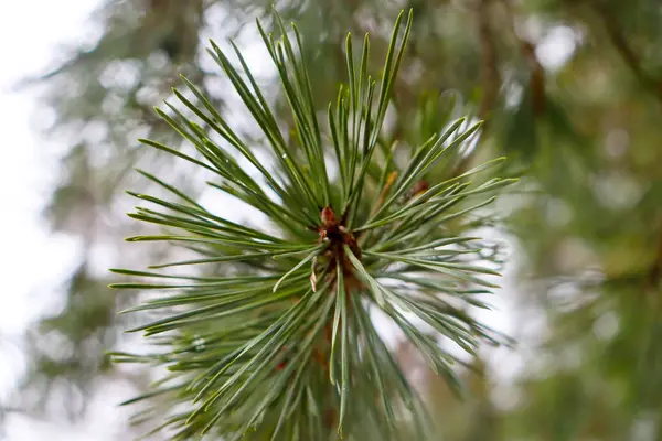 緑のクリスマスツリーの針のマクロショット クリスマスツリーの針 — ストック写真