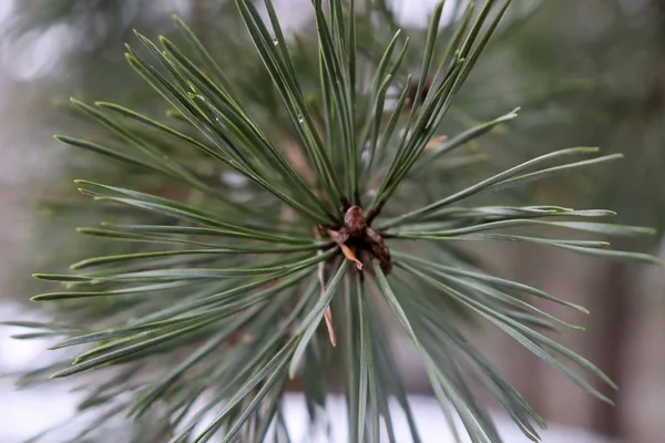 Agulhas Verdes Uma Árvore Natal Ramo Contra Fundo Neve Macro — Fotografia de Stock