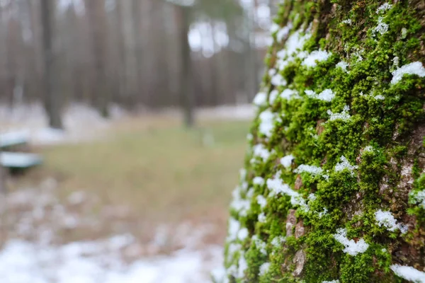 木の樹皮に雪で覆われた緑の苔 冬の森を背景に木の樹皮 — ストック写真