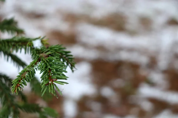 雪の背景に針とモミの枝のマクロショット — ストック写真