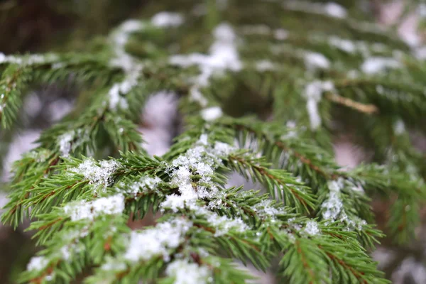 トウヒのマクロショット 薄雪のモミの枝 冬の森 — ストック写真