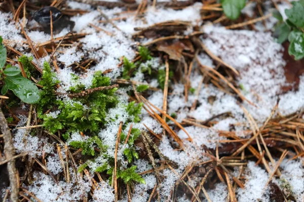 Plantera Groddar Smältande Snö Vårskog Med Snö Och Unga Växter — Stockfoto