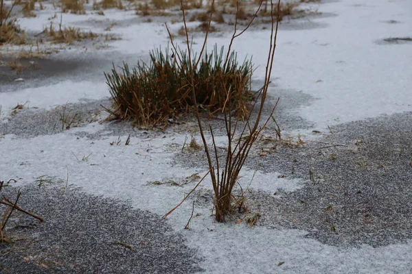 Isväxter Träsket Fryst Träsk Med Gräs — Stockfoto