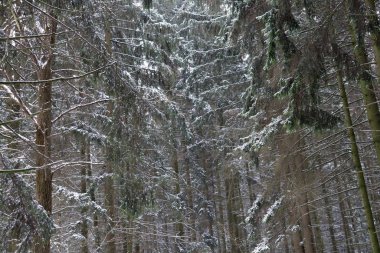 Kış ormanı Üzerinde kar olan ağaç dalları..