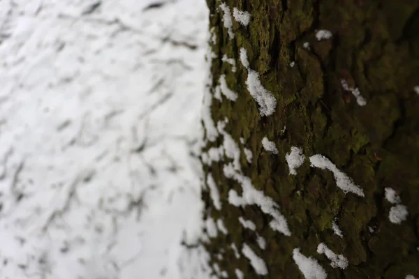 Baumrinde Und Schnee Schnee Auf Der Rinde Eines Baumes Winter — Stockfoto