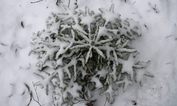 Snöflingor Med Snö Snöflingformad Julgran Vinterskogen — Stockfoto