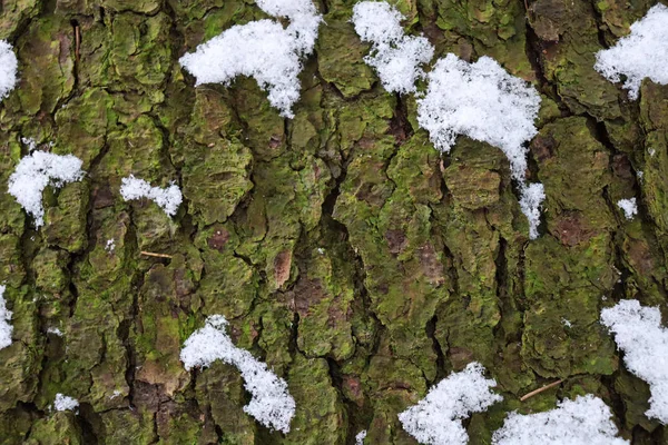 雪と木の樹皮の背景テクスチャ 雪の緑の木の樹皮 — ストック写真