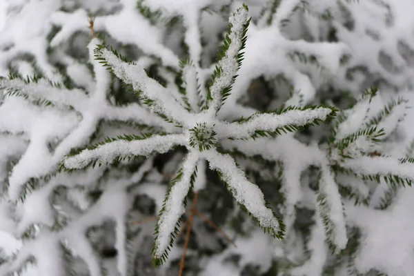 Snow Covered Star Star Shaped Plant Covered Snow Spruce Snow — Stock Photo, Image