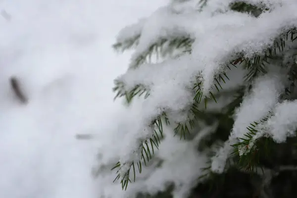 雪に覆われたモミの枝 冬の森 — ストック写真
