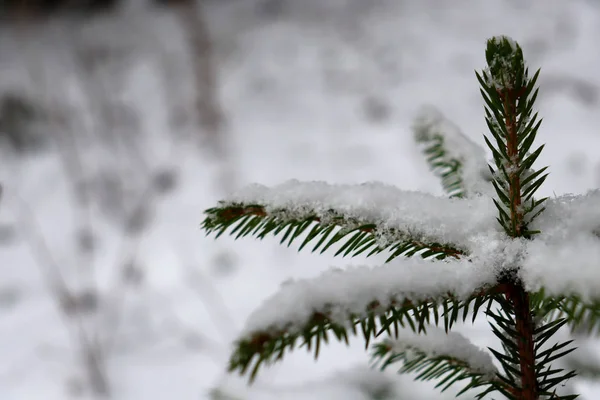 Plan Macro Sommet Une Petite Épinette Hiver — Photo