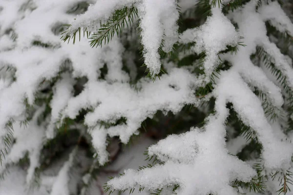 雪のドリフトと枝がそれに食べました 雪と森がたくさんある — ストック写真