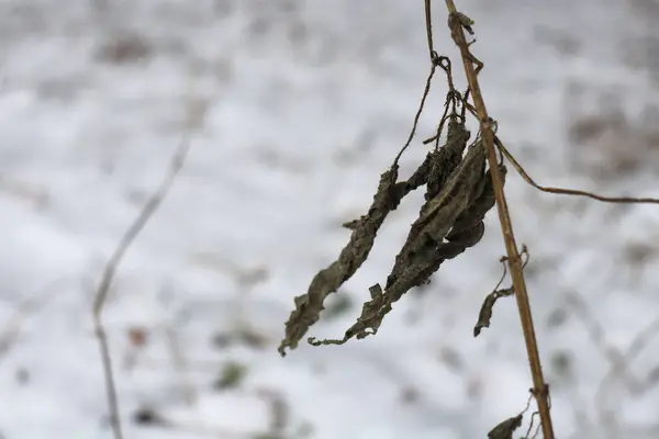 Torkat Löv Gren Snö Bakgrund — Stockfoto