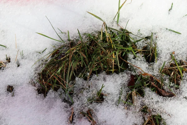 Grünes Gras Bricht Durch Schmelzenden Schnee — Stockfoto