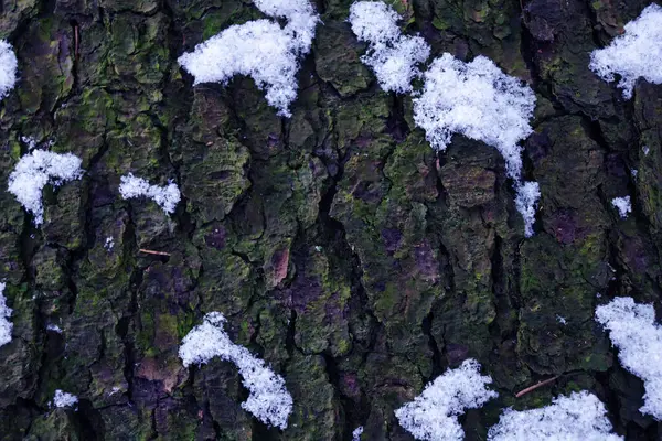 Schneebeschaffenheit Auf Einer Dunklen Baumrinde Dunkle Baumrinde — Stockfoto