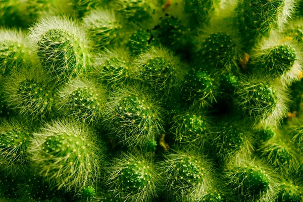 Zöld Kaktuszok Kis Zöld Kaktuszok Háttere — Stock Fotó