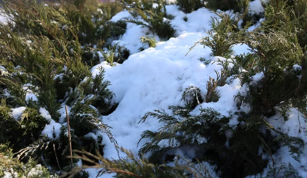 Viel Schnee Auf Einer Grünen Pflanze Bush Und Schnee Drauf — Stockfoto