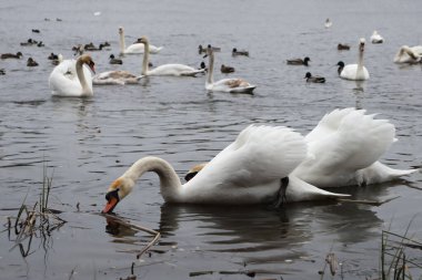 Kuğular gölde beslenir. Kuğular yer.