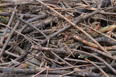 Bir sürü kuru ağaç dalı var. Kuru ağaç dallarının dokusu