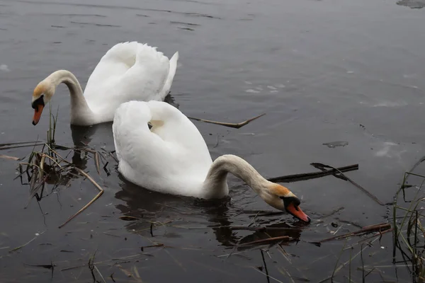 Elongated swan on the water. Two swans looking for food