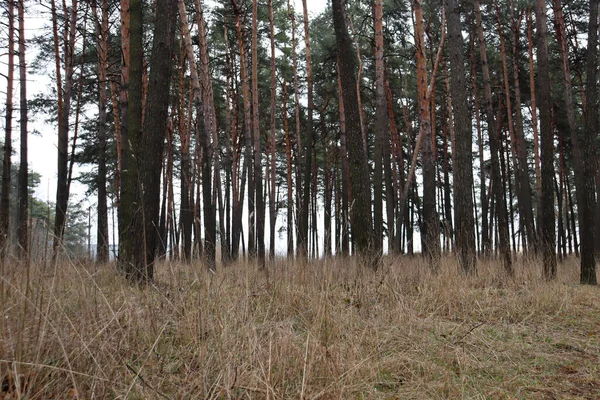 Torkat Gräs Skogen — Stockfoto