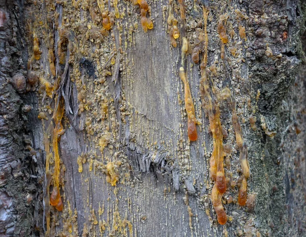 Ağacın Kabuğundaki Sarı Reçine Ağaç Kabuğunda Kurumuş Meyve Suyu — Stok fotoğraf