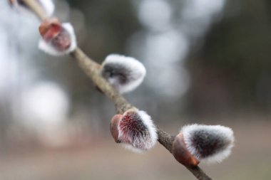 Bahar beyazı kabarık ağaç yaprağı tomurcukları. Bir dalda yaprak tomurcukları