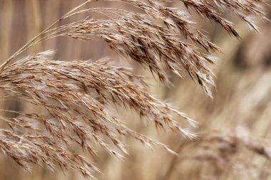 Kabarık sarı çimenlerin uçları.