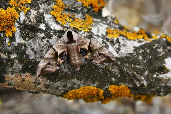 Olhou Hawk Moth Smerinthus ocellata — Fotografia de Stock