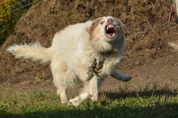 チェーン上の激怒白い犬 — ストック写真