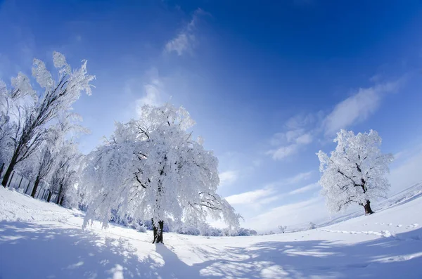 Güzel, güneşli bir kış gününde kar ve buzla kaplı ağaç berrak mavi gökyüzü ve dağınık bulutlarla