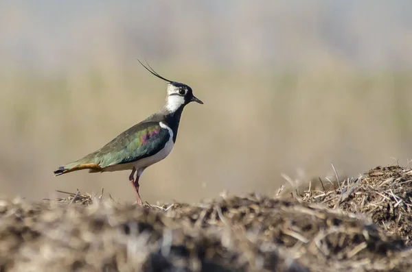 Kuzey Lapwing (Vanellus vanellus) çimlerin üzerinde yan portresi. Doğal ortamında çiş beyinli.