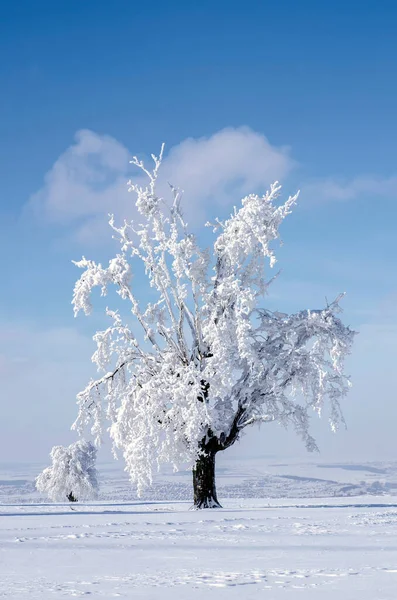 Güzel bir kış gününde masmavi gökyüzü karla kaplı yapayalnız bir ağaç.