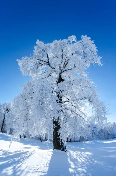 Güneşli bir kış gününde, masmavi gökyüzü