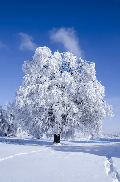 Tek bir ağaç kışın karla kaplı güneşli bir günde mavi gökyüzüyle