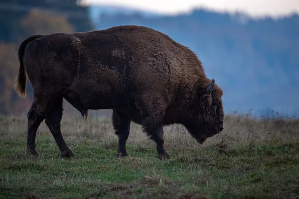 Bilgelik, Zubr, veya Bizon Bonasus, doğal rezervasyonda korunan dev kahverengi Avrupalı bizon memelisi.