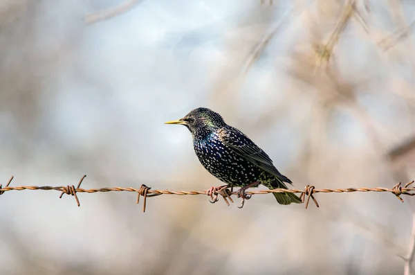 Avrupa sığırcığı (Sturnus vulgaris) yaz güneşinde paslı dikenli tellerin üzerinde dinleniyor ve arka planda güzel bir bokeh var.