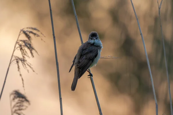 Rohrsänger Acrocephalus Scirpaceus Vogel Hängt Während Des Sonnenaufgangs Frühling Schilf — Stockfoto