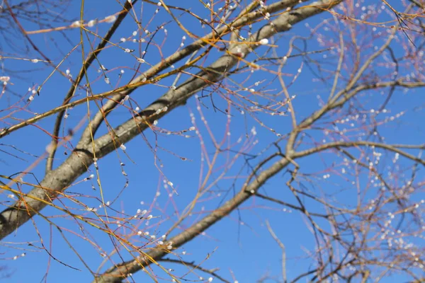 Větve Kvetoucí Vrby Pozadí Modré Oblohy — Stock fotografie