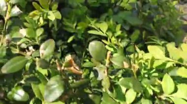 Parktaki yeşil çalıların üzerinde kamera görüntüsü çalışıyor