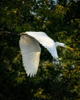 Flying white heron, August 2019