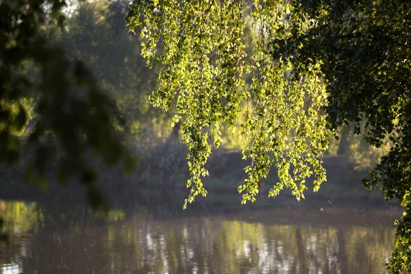 The branches of the tree hang over the river and are brightly lit by the morning sun. Bright green foliage adorns the view of the river.