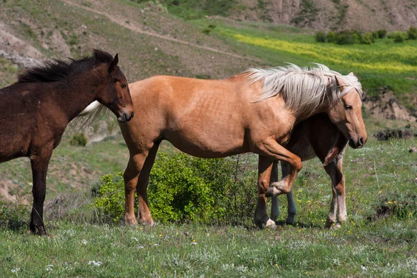 Horses Pasture Brown Horse Covers Foal — Stock Photo, Image