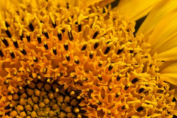 Inside the flower of a sunflower. This is how sunflower oil is born.