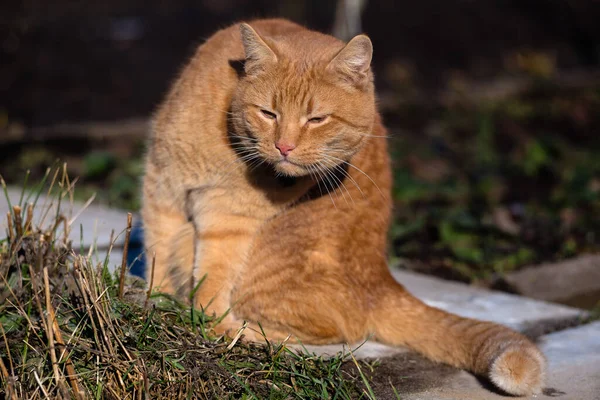 Kızıl kedi patikada oturuyor ve dikkatlice bir şeye bakıyor..